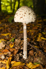 A large parasol mushroom stands tall among dry autumn leaves in a sunny forest. Its scaly light cap and long stem create a striking silhouette against the forest floor. This vertical shot perfectly ca © Олег Струс