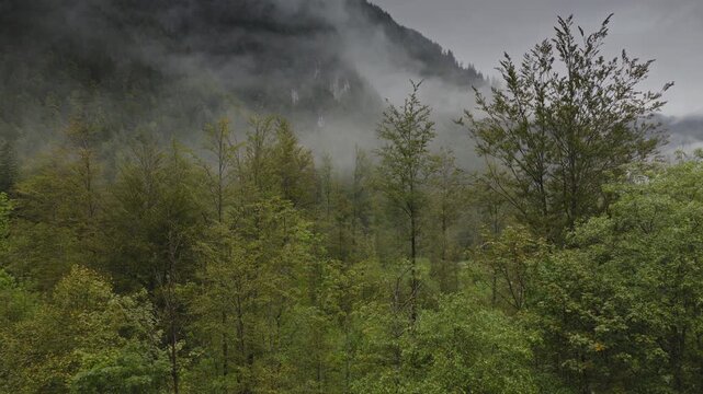 An aerial of trees and mist in the Logarska Dolina Valley, Slovenia