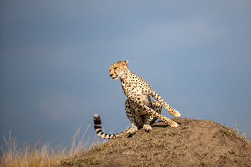 Kenya, Maasai Mara National Reserve, Cheetah (Acinonyx jubatus), male © Luigi