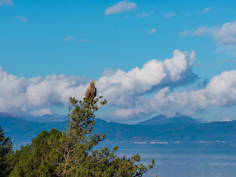 View of a white-tailed eagle perched on a pine tree with mountains and sea in the background in Vestnes, More og Romsdal, Norway.