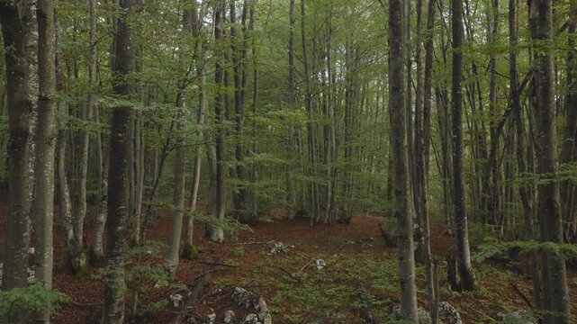 An aerial view moving through the European Beech woods near Plitvice National Park, Croatia