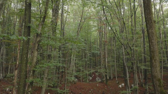 An aerial view moving through the European Beech woods near Plitvice National Park, Croatia