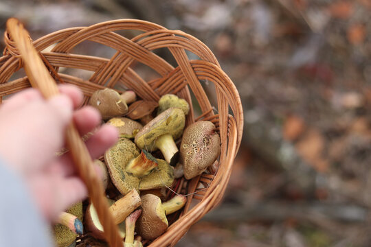 Basket of wild mushrooms in the hand of a mushroom picker close-up. A man holds a wicker basket filled with freshly picked tubular mushrooms (Xerocomellus chrysenteron). Autumn in the forest