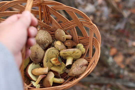 Freshly picked wild mushrooms in a wicker basket held by a mushroom picker's hand. Close-up of autumn mushroom harvest during a quiet hunt in the forest. Blurred forest background