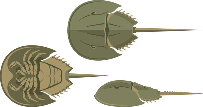 Horseshoe Crab Vector Icon Set Featuring Top Bottom and Side View Diagrams for Marine Biology Education and Prehistoric Wildlife Infographic Designs