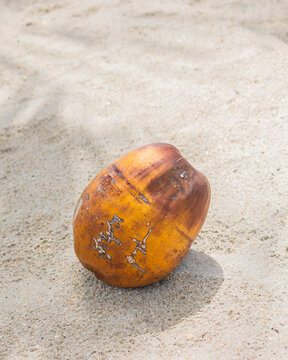 Ripe Coconut Resting on Sandy Tropical Beach