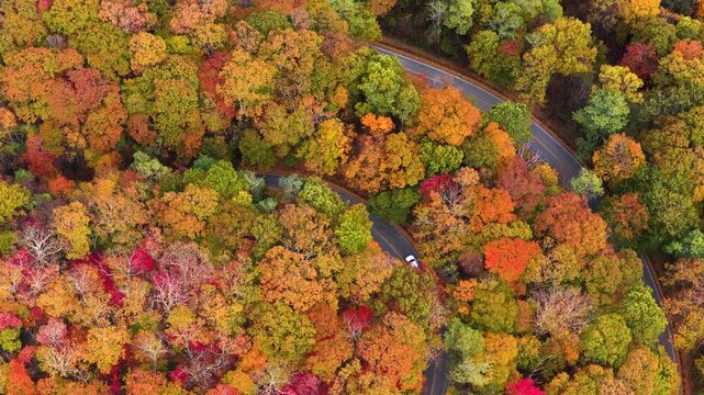 Cars driving on Blue Ridge Parkway in autumn season. Scenic route between majestic mountain hills covered in golden and scarlet leaves.