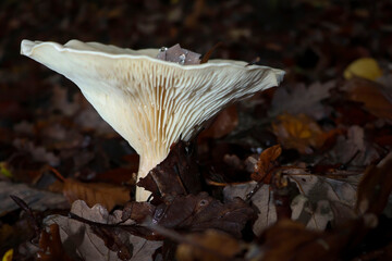 Fototapeta premium White mushroom in german forest