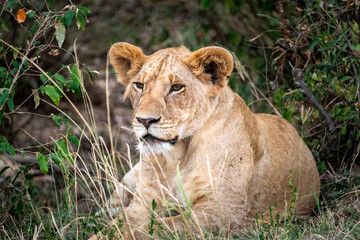 African lioness resting in grass and looking alert in Maasai Mara Kenya © Manel Vinuesa