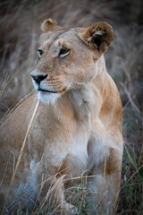 Close up portrait of African lioness sitting alert in dry grass in Maasai Mara Kenya © Manel Vinuesa