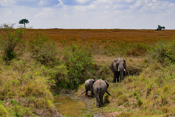 African elephant family with calf walking near a waterhole in Maasai Mara, Kenya © Manel Vinuesa