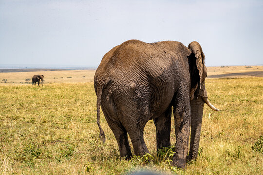 Large African elephant with tusks standing in golden savanna grassland in Maasai Mara, Kenya