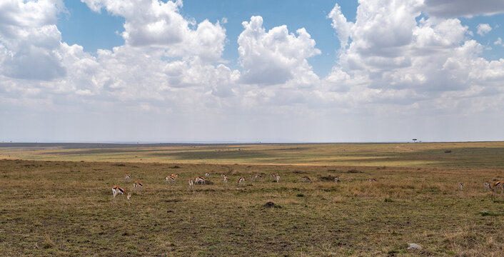 Herd of Thomson's gazelles grazing on the vast Maasai Mara savanna beneath dramatic clouds in Kenya, Africa