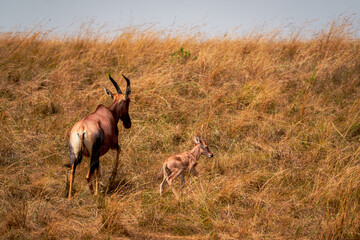 Topi antelope mother with young calf walking through golden savanna grass in Maasai Mara, Kenya © Manel Vinuesa