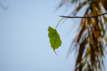 Minimalist Single Green Leaf Hanging on Branch Stock Photograph © Raja