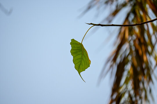 Minimalist Single Green Leaf Hanging on Branch Stock Photograph