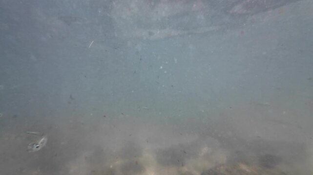 Underwater static shot small, translucent silver baitfish swimming calmly through murky coastal water just below the surface. Glimpses of other tiny minnows appear faintly in the hazy background
