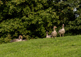 geese in the park © Juha
