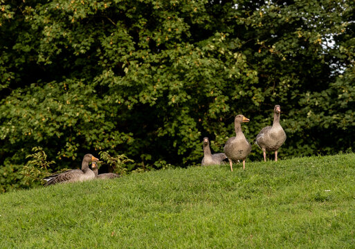 geese in the park