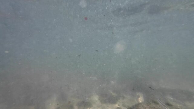 underwater wide shot capturing a large school of small, silver minnows and tiny fish swimming together over a sandy bottom in shallow, slightly murky coastal water.