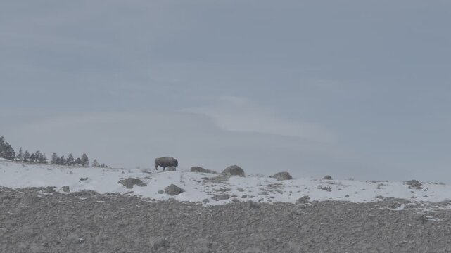 Lone Bison Walking Along Snowy Ridge in Winter