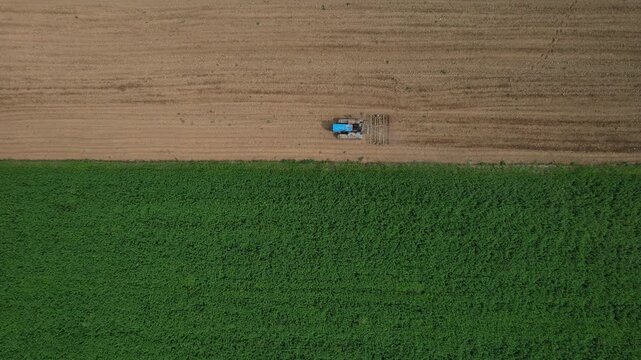 Tractor works freshly cultivated soil beside dense green forage crop, with parallel tillage passes separating prepared farmland from established vegetation, top down aerial shot