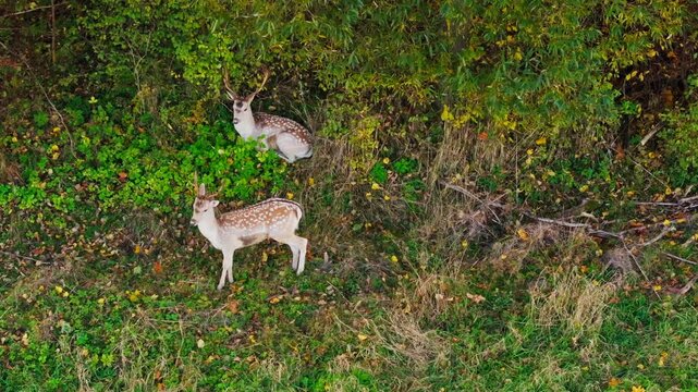 Spotted fallow deer stand calmly amid lush vegetation in Mazeikiai, Lithuania