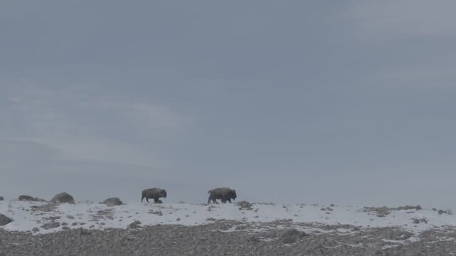 Three Bison Walking Across Snow-Covered Ridge