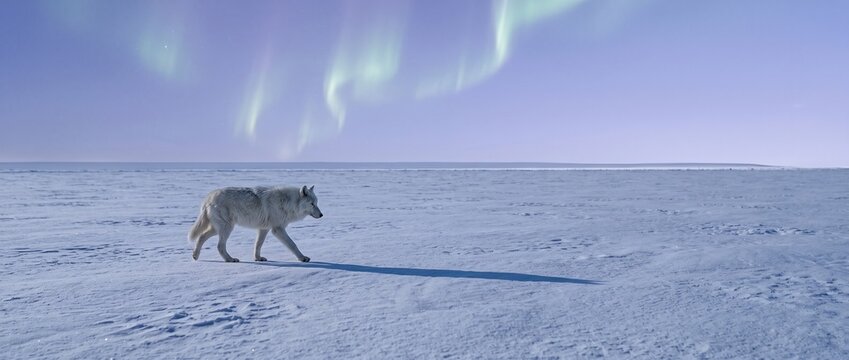 Lone Wolf Under Aurora Borealis: A majestic wolf walks across a desolate snowy landscape under the ethereal glow of the Northern Lights, creating a scene of stark beauty and wild solitude.