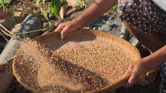Footage of rice winnowing&mdash;separating the husks from the rice grains&mdash;and traditional rice cleaning.