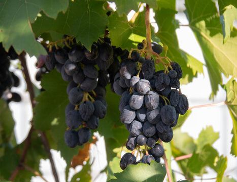 Moldovan Black Wine Grapes Growing on a Vine in Greece
