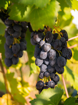 Moldovan Black Wine Grapes Growing on a Vine in Greece