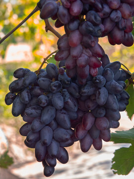 Moldovan Black Wine Grapes Growing on a Vine in Greece