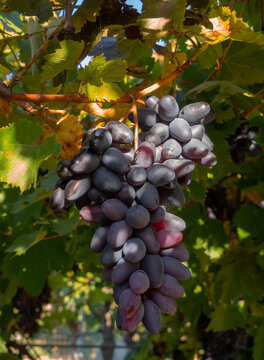 Moldovan Black Wine Grapes Growing on a Vine in Greece