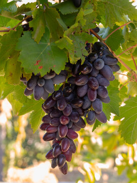 Moldovan Black Wine Grapes Growing on a Vine in Greece