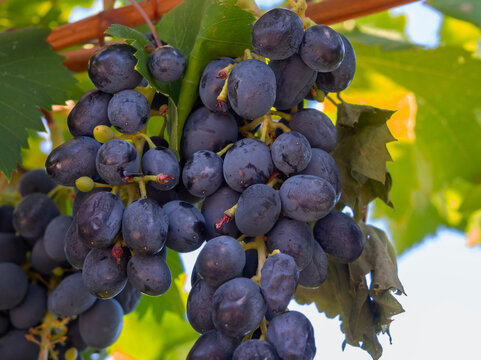 Moldovan Black Wine Grapes Growing on a Vine in Greece