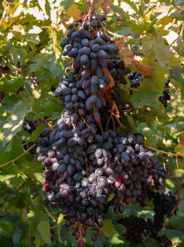 Moldovan Black Wine Grapes Growing on a Vine in Greece