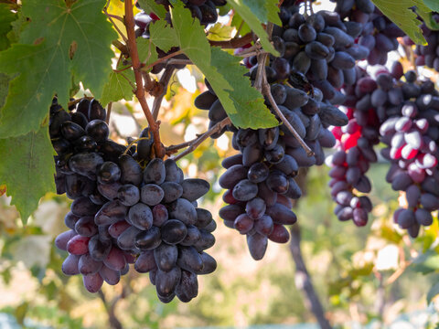 Moldovan Black Wine Grapes Growing on a Vine in Greece