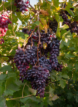 Moldovan Black Wine Grapes Growing on a Vine in Greece