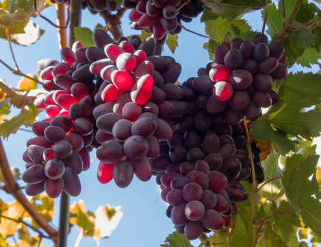 Moldovan Black Wine Grapes Growing on a Vine in Greece