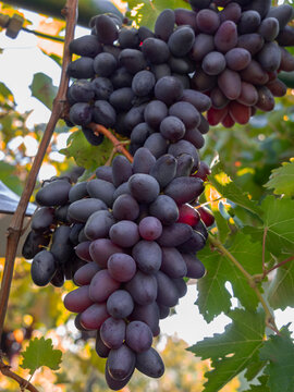 Moldovan Black Wine Grapes Growing on a Vine in Greece