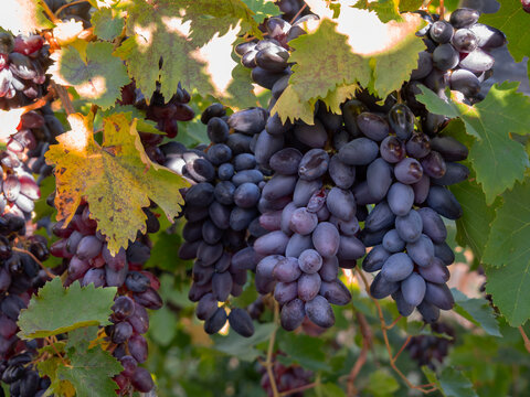 Moldovan Black Wine Grapes Growing on a Vine in Greece