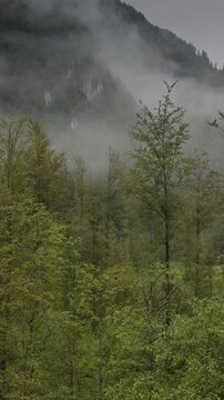 A vertical video aerial of trees and mist in the Logarska Dolina Valley, Slovenia
