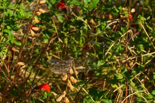 A dragonfly in Attica, Greece