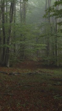A vertical video aerial view moving through the European Beech woods near Plitvice National Park, Croatia