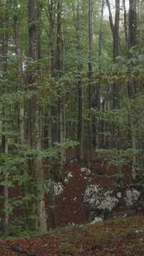 A vertical video aerial view moving through the European Beech woods near Plitvice National Park, Croatia