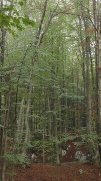 A vertical video aerial view moving through the European Beech woods near Plitvice National Park, Croatia