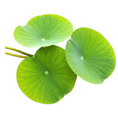 Vibrant lotus leaves on clean © Insights