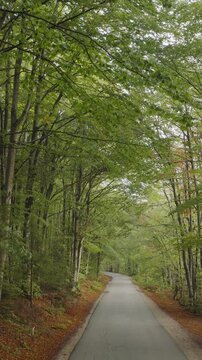 A vertical video aerial view moving down a road through the European Beech woods near Plitvice National Park, Croatia