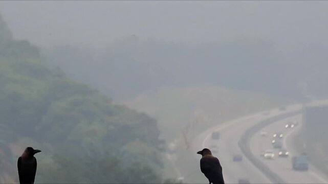 Two birds are perched against a backdrop of a highway and hazy surroundings.